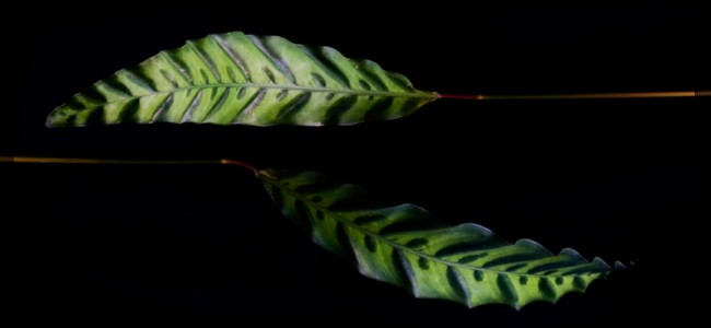 Calathea