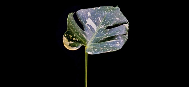 Monstera Bicolor