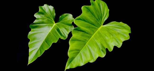 Philodendron Sellom