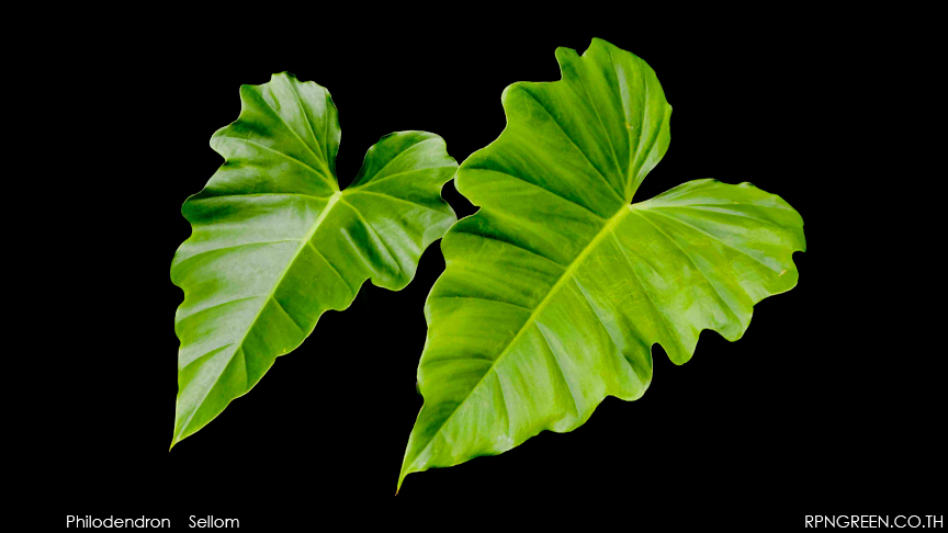 Philodendron Sellom