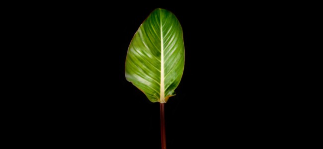 Phiodendron Congo