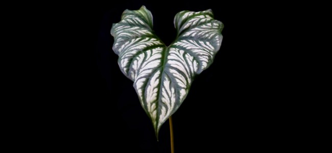 Rhektophyllum Mirabiles