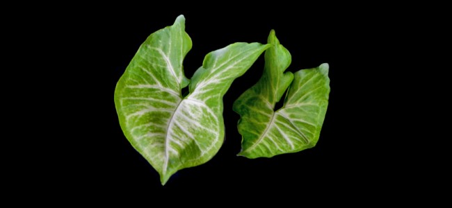 Syngonium Podophyllum