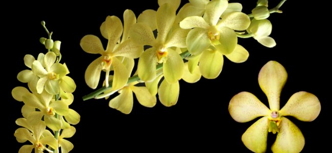 big mokara yellow