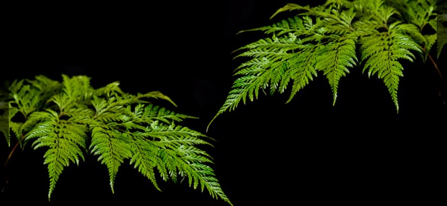 fern