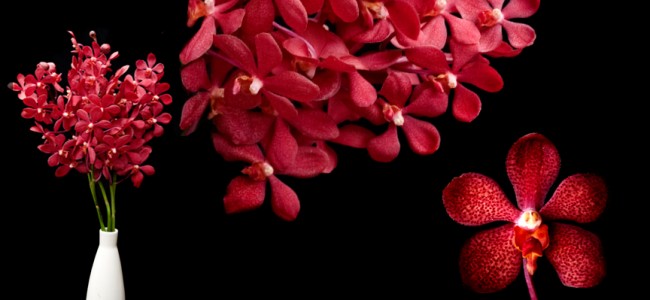 mokara red