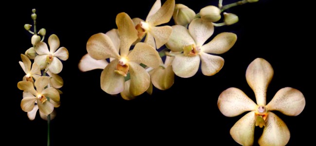 mokara yellow
