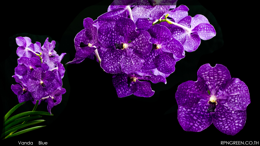 vanda blue