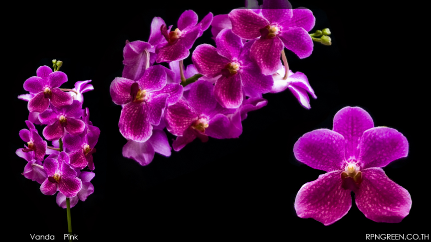 vanda pink